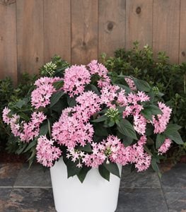 Sunstar Pink Pentas
