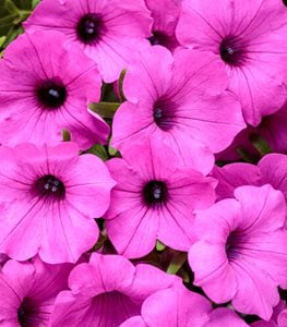 Supertunia Jazzberry hot pink petunia