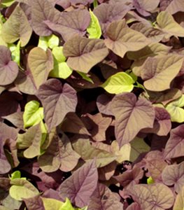 Sweet Potato Vine