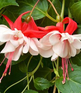 Swingtime Fuchsia, Fuchsia Flower, Pink And White Flower
Garden Design
Calimesa, CA