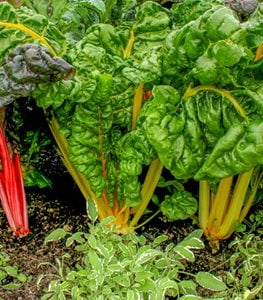 Swiss Chard