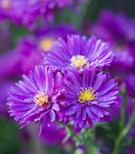 NEW ENGLAND ASTER