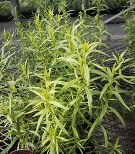 Tarragon Plant, Artemesia Dracunculus, Kitchen Herb
Shutterstock.com
New York, NY