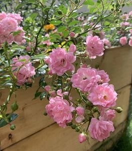 'THE FAIRY' POLYANTHA ROSE