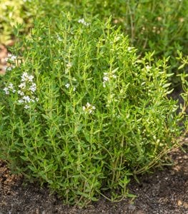 Thyme Plant
Shutterstock.com
New York, NY