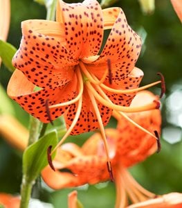 Tiger lily
