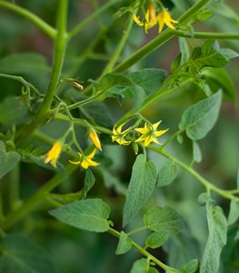 Tempting Tomatoes Goodhearted