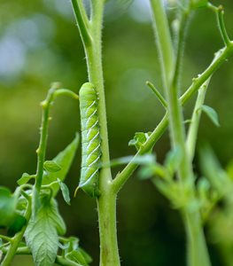 Tomato hornworm