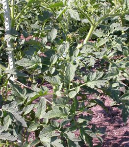 Tomato plants