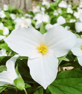 Trillium