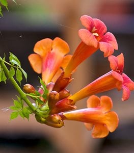 TRUMPET VINE