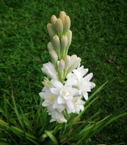Tuberose flowers