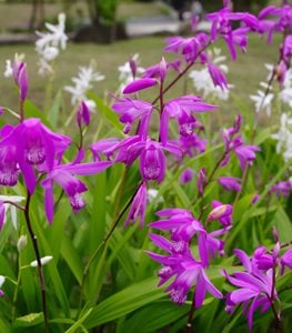 Urn orchid plant