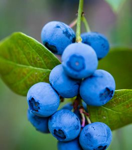Vaccinium spp. - Photo by: Claire Takacs.