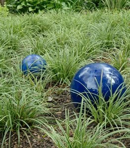 JAPANESE SEDGE