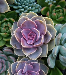 Echeveria