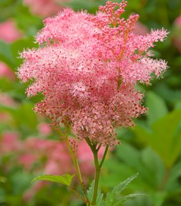 Venusta Flower, Filipendula Rubra Venusta, Pink Flower
Garden Design
Calimesa, CA