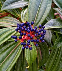 Viburnum Davidii, David Viburnum
Shutterstock.com
New York, NY