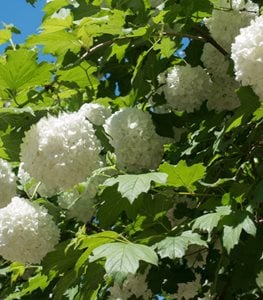 Viburnum Opulus ‘sterile’, Eastern Snowball Viburnum, Snowball Bush
Shutterstock.com
New York, NY