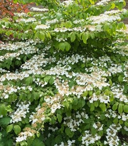 Viburnum Plicatum F. Tomentosum ‘mariesii’, Doublefile Viburnum, Mariesii Viburnum
Alamy Stock Photo
Brooklyn, NY