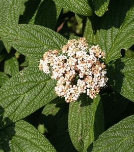 Viburnum Rhytidophylloides ‘allegheny’ Leatherleaf Viburnum
Shutterstock.com
New York, NY