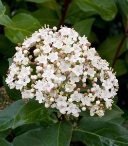 Viburnum Tinus ‘robustum’, Roundleaf Laurustinus
Alamy Stock Photo
Brooklyn, NY