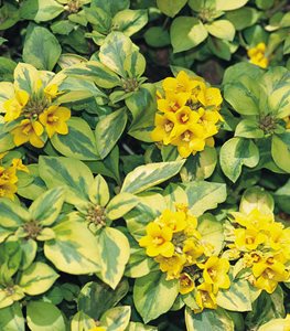 Moneywort Waikiki Sunset