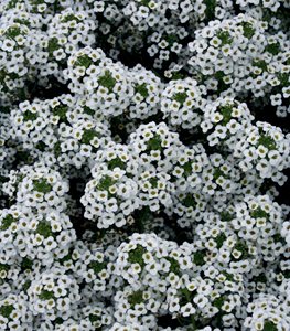 Alyssum