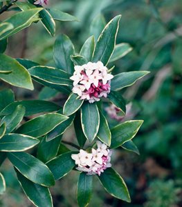 Daphne odora 'Aureomarginata'