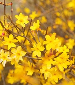 Winter jasmine