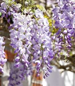 Wisteria