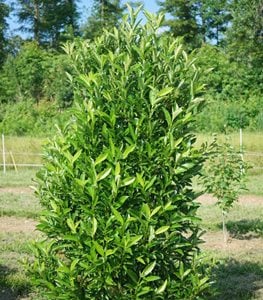 Yardline Viburnum
Proven Winners
Sycamore, IL