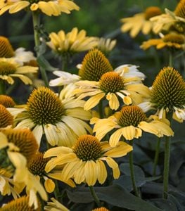 'YELLOW MY DARLING' CONEFLOWER