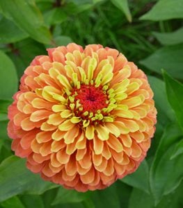 ZINNIA