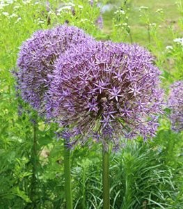 Ornamental Onions (Alliums)