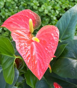 Anthurium