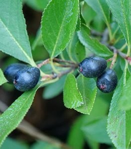 Aronia Berries, Chokeberries
Proven Winners
Sycamore, IL