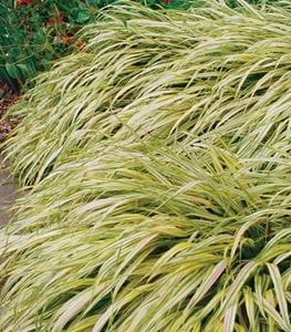 Aureola Japanese forest grass