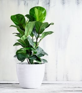 DWARF FIDDLE LEAF FIG