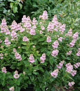 INVINCIBELLE MINI MAUVETTE® HYDRANGEA