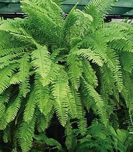 BOSTON FERN