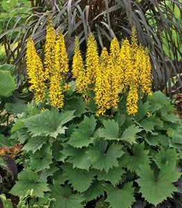 'BOTTLE ROCKET' LIGULARIA