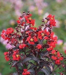 Center Stage® Red crape myrtle