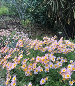 HARDY GARDEN MUM