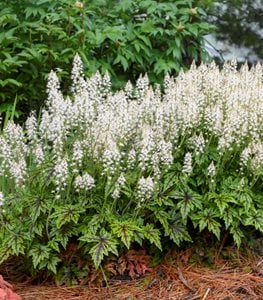 FOAMFLOWER