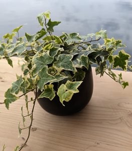 English ivy houseplant