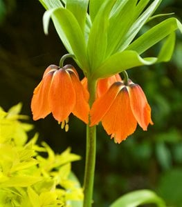 FRITILLARIA