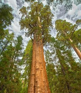 GIANT SEQUOIA TREE