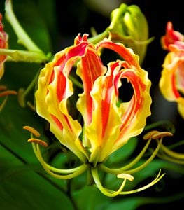 GLORIOSA LILY
