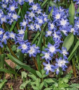 Glory of the Snow flowers
